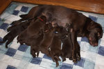 chiots 20 jours