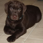 chiot mâle 7 semaines