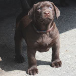 chiot femelle 6 semaines