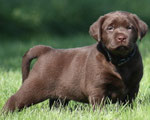 chiot femelle 5 semaines