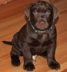 chiot mâle 7 semaines