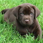 chiot mâle 5 semaines ½