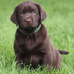 chiot mâle 5 semaines ½