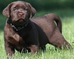 chiot femelle 5 semaines