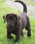 chiot femelle 9 semaines