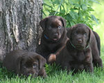 chiots mâles 5 semaines
