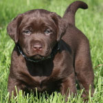chiot femelle 5 semaines