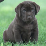 chiot mâle 6 semaines