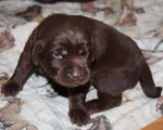 chiot 14 jours