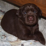 chiot 19 jours