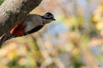 Picchio rosso maggiore (Dendrocopos major)