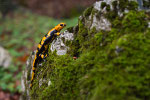 Salamandra pezzata (Salamandra salamandra gigliolii)