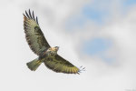 Poiana (Buteo buteo)