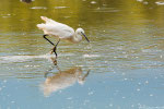 Egretta garzetta