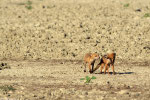 Volpe (Vulpes vulpes)