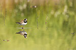 Corriere grosso (Charadrius hiaticula)