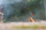 Lepre comune (Lepus europaeus)