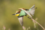 Gruccione (Merops apiaster)