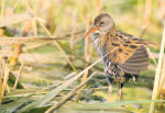 Porciglione (Rallus aquaticus)