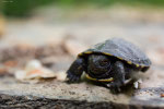 Tartaruga palustre (Emys orbicularis)