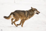 Lupo appenninico (Canis lupus italicus) - Area faunistica