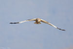 Falco di palude (Circus aeruginosus)