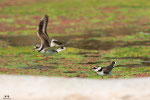 Corriere grosso (Charadrius hiaticula)