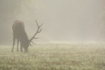 Cervo nobile (Cervus elaphus)