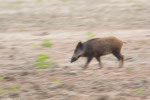 Cinghiale (Sus scrofa)