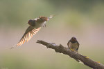 Rondine (Hirundo rustica)