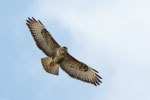 Poiana (Buteo buteo)