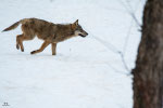 Lupo appenninico (Canis lupus italicus) - Area faunistica