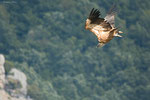 Grifone (Gyps fulvus)