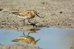 Piovanello pancianera (Calidris alpina)