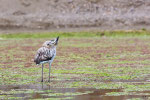 Fenicottero rosa (Phoenicopterus roseus)