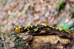 Salamandra pezzata (Salamandra salamandra gigliolii)