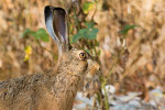 Lepre comune (Lepus europaeus)