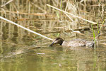 Germano reale (Anas platyrhyncos)