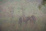 Lupo appenninico (Canis lupus italicus) - Area faunistica