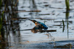 Martin pescatore (Alcedo atthis)