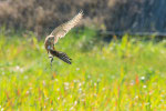 Gheppio (Falco tinnunculus)