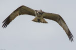 Falco pescatore (Pandion haliaetus)