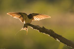 Rondine (Hirundo rustica)