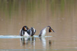 Svasso maggiore (Podiceps cristatus)