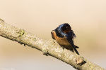 Rondine (Hirundo rustica)