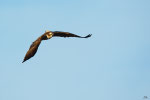 Falco pescatore (Pandion haliaetus)