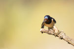 Rondine (Hirundo rustica)