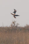 Falco di palude (Circus aeruginosus)