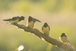 Rondine (Hirundo rustica)