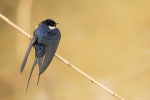 Rondine (Hirundo rustica)